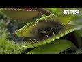 Venus Flytrap Behavior and Characteristics
