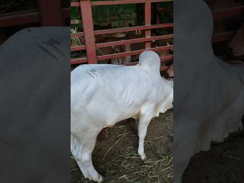 ষাঁড় বাচ্চা দুইটার ঘারের চুট দেখলে অবাক হয়ে যাবেন #cow #bull #farm #animals #viralvideo #shorts