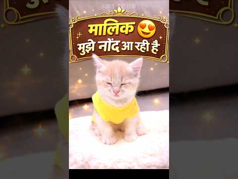 This Cat Sleeps While Standing ๐บ