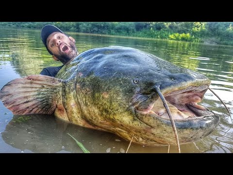 PESCA SILURO GIGANTE OVER 100 KG X 2,50 MT MANGIATA IN DIRETTA - HD by CATFISHING WORLD