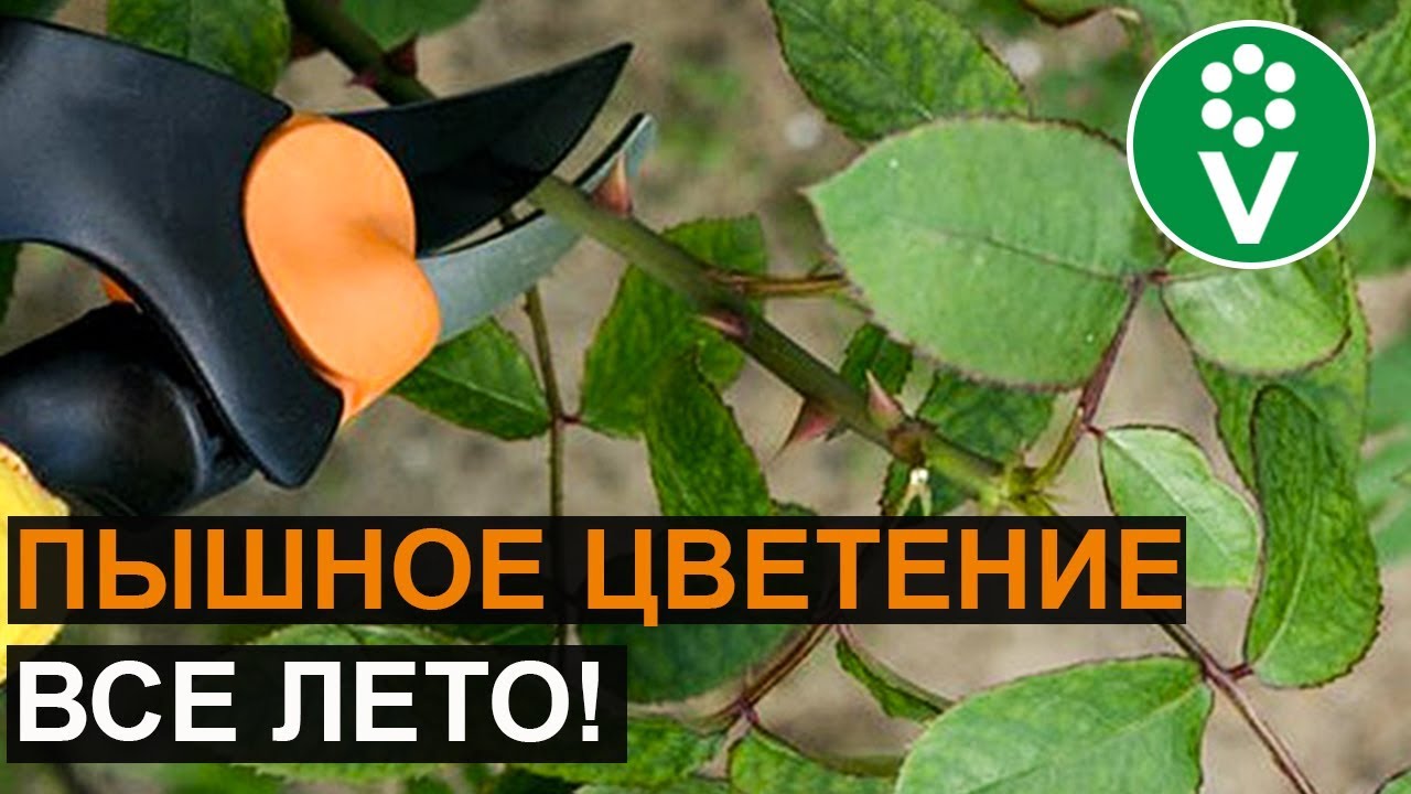 Сделайте эту обрезку сейчас, и розы будут цвести как сумасшедшие
