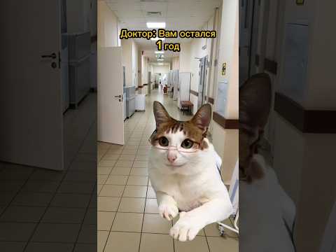 Судья спас котика🤯тг: Yt_Fret #cat #фрет #мем