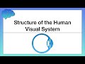 Understanding the Human Visual System