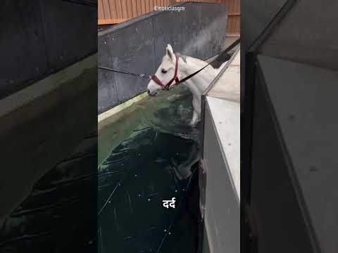 Owner Helps Horse Friend😊