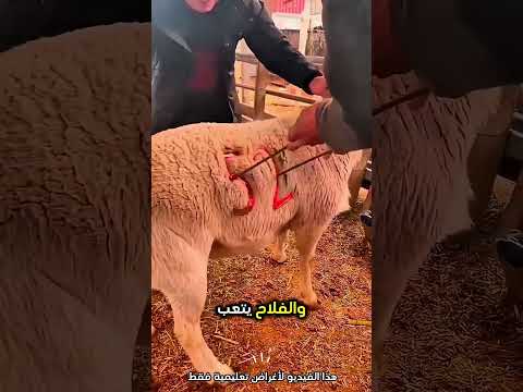 كان يضع الرقم على الخاروف بشكل مميز جدا و#shorts
