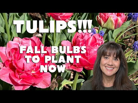 Get Ready for STUNNING Spring Flowers with These Fall Bulbs