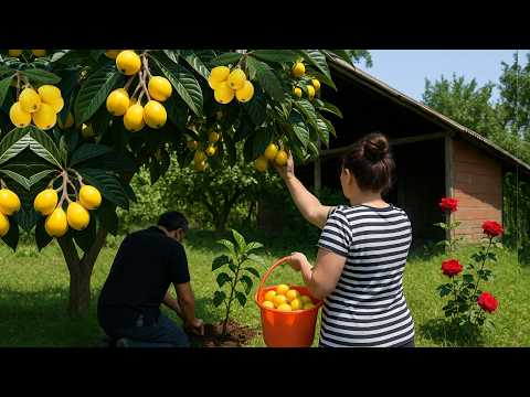 Famous Japanese Loquat Fruit Found in Azerbaijan? Village’s Unique Winter Tradition!