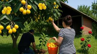 Famous Japanese Loquat Fruit Found in Azerbaijan? Village’s Unique Winter Tradition!