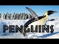 Penguin Species and Behavior