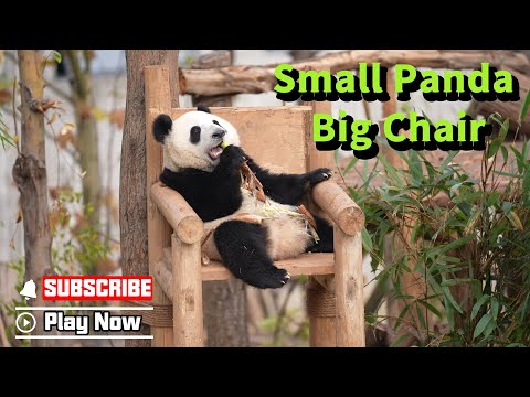 This Chair Might Be Too Big For Me | iPanda