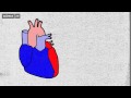 Understanding the Heart and Exercise