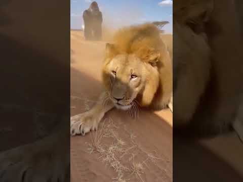 When a Silverback Meets an African Lion… Nature’s Ultimate Face-Off #lion #silverback
