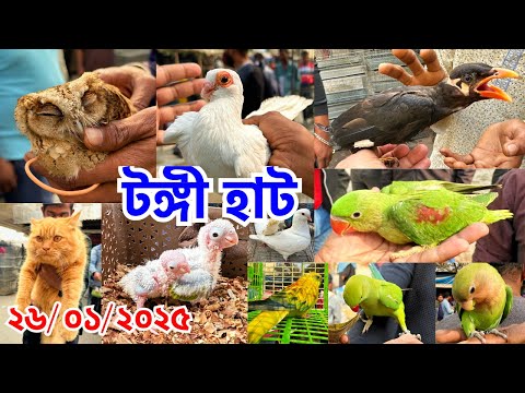 অসময়ে ময়নার বাচ্চা ও হর্নড পেঁচা ছিল হাটে | টঙ্গী হাট | পোষা প্রাণীর দাম জানুন | Tongi Haat #751