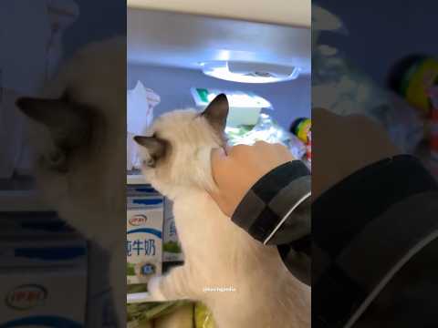 Maling kulkas tertangkap basah! #kucing #babukucing #kucinganggoralucudanimut