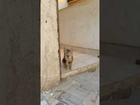 القطة الملبوسه بي الجن 🐈‍⬛😈🧌😭😱
