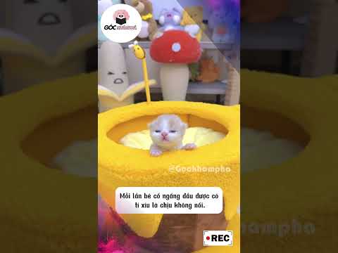 Nổi khổ của bé mèo mới sinh #funny#giaitri #cothebanchuabiet