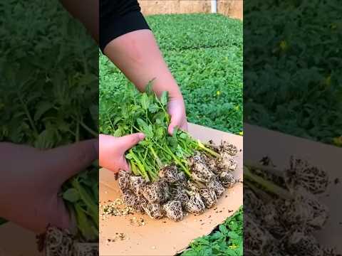 cultivo de tomate em casa