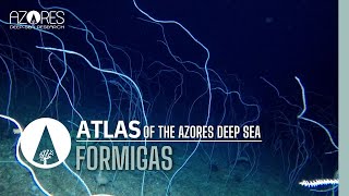 Formigas seamount | ATLAS of the Azores deep sea