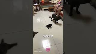 FAST & FUR-IOUS: CRAWL EDITION