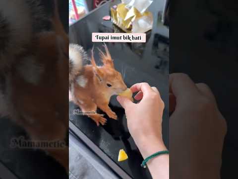 kasih makan hewan piaraan,Anjing saya lebih bahagia dengan makanan ini, #hewanpiaraan #hewanlucu