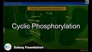 Cyclic Phosphorylation