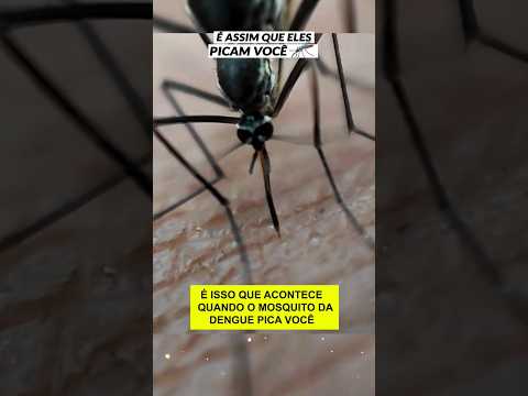 Picada do mosquito da dengue 🦟 #curiosidades #mosquito #dengue #ciencia