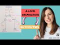 Understanding Glycolysis and Respiration