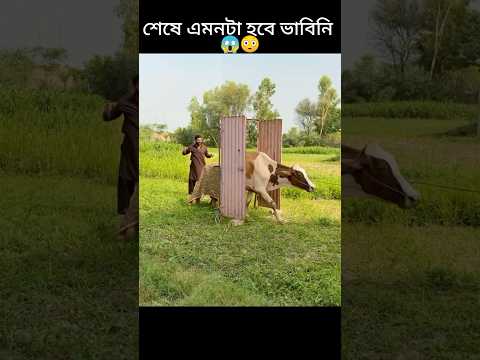 মানুষকে গরু বানিয়ে ফেললো লোকটি অবিশ্বাস্য ভাবে 😱 #youtubeshorts #shorts #trending