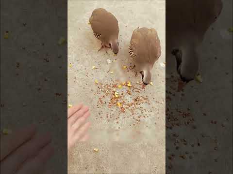 Зачем куропаток выпускают на рисовые поля? Вы удивитесь! 🤯