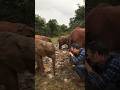 Understanding Elephant Conservation Efforts