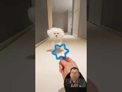 Dog lovers dog cute asmr #dog #pets #puppy #dog #doglover #funny  #dogtraining #shorts