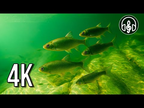 Mountain River Underwater - 12H White Noise & Fish in 4K