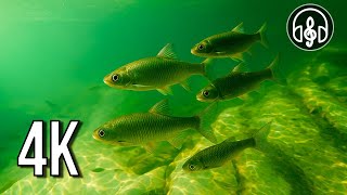 Mountain River Underwater - 12H White Noise & Fish in 4K