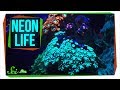 Biofluorescence and Its Role in Nature
