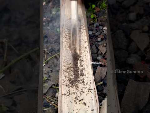 The process of forming embers  #firemaking