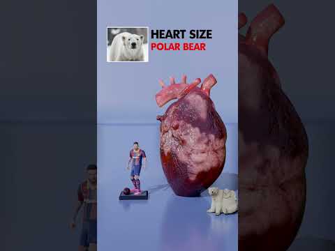 Animal Heart Size Comparison: Humming Bird to Elephant