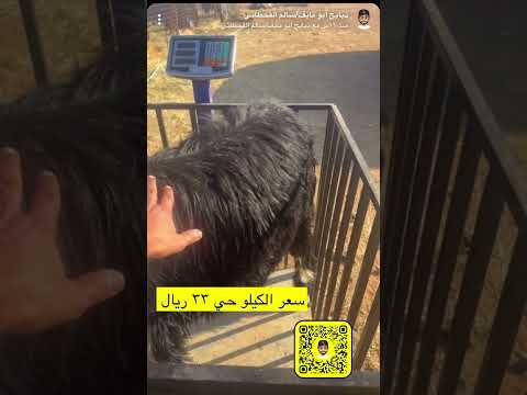 أوزان غنم الذبح وكذلك الربط المعد للأضحى، وخبر وزارة البيئة البيع للأغنام بالوزن حياً
