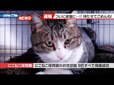 【にこねこ速報】ついに家猫へ...！こいしおコンビ保護