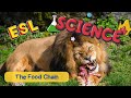 Food Chain and Ecosystem Roles