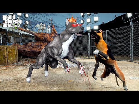 KRAL PİTBULL TERMİNATÖR ARENALARA GERİ DÖNDÜ! ROLLO'YLA DÖVÜŞ! - GTA 5