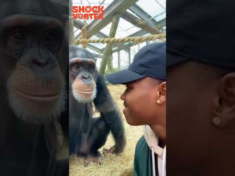NICE HAIR?! Chimp LOVES Tourist's Hairstyle but Can't Stop LAUGHING at It! #funnyreactionvideoclip