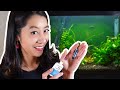 Aquarium Water Chemistry Essentials