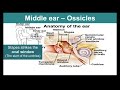 Functions of the Ear Anatomy