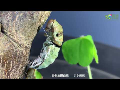 玉帶鳳蝶生活史 - YouTube