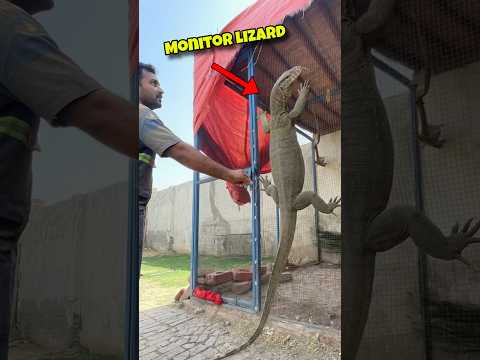 Monitor Lizard Ko Paker Lia😱🦎 #pets #pet #monitorlizard #shortvideo #shorts