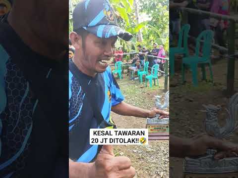 Tawaran BP3 (Bakul Pura Pura Pemain) 😁ditolak!! 😍MB Muda Naik Kelas #muraibatu #lombaburung
