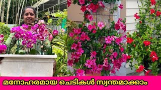 അടിപൊളി ചെടികൾ. ഈ കാണുന്ന ചെടികൾ നിങ്ങളുടെ വീട്ടിൽ ഉണ്ടോ? Low cost plants