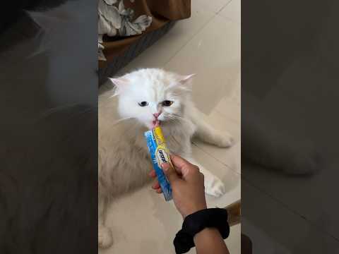 Cat ice cream 🍨 #cat #catlover #youtubeshorts #funny #feline