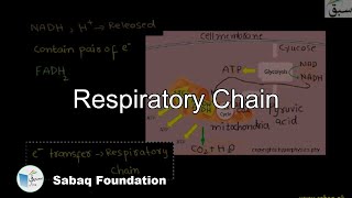 Respiratory chain