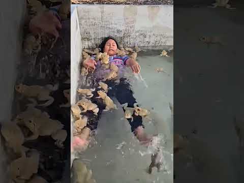 #funny #comedy #pets #kitten #gadgests #relax #cute #animals #dragonball